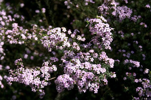 Diosma Pink Fountain - Diosma hirsuta pink fountain - El Nou Garden