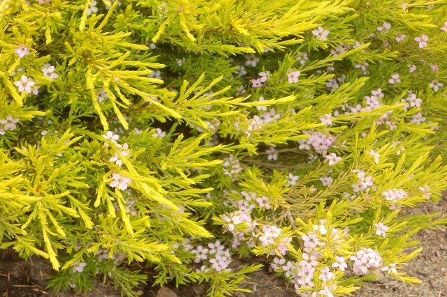 Diosma Sunset Gold - Diosma hirsuta sunset gold - El Nou Garden