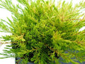 Diosma Sunset Gold - Diosma hirsuta sunset gold - El Nou Garden