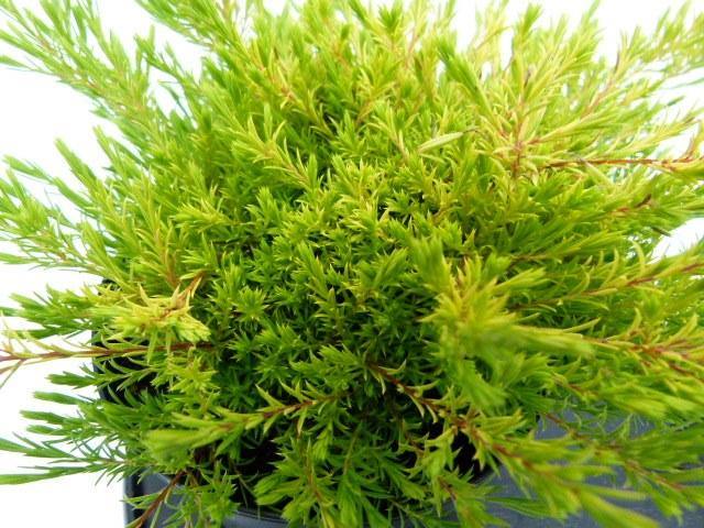 Diosma Sunset Gold - Diosma hirsuta sunset gold - El Nou Garden