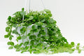 Dischidia redonda - Dischidia nummularia - El Nou Garden