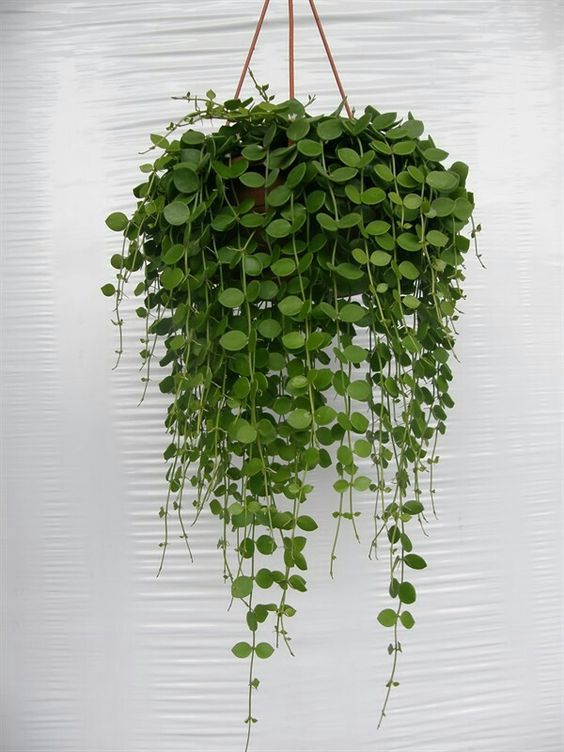 Dischidia redonda - Dischidia nummularia - El Nou Garden