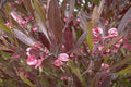 Dodonea púrpura - Dodonaea viscosa Purpurea - Jarilla púrpura - El Nou Garden
