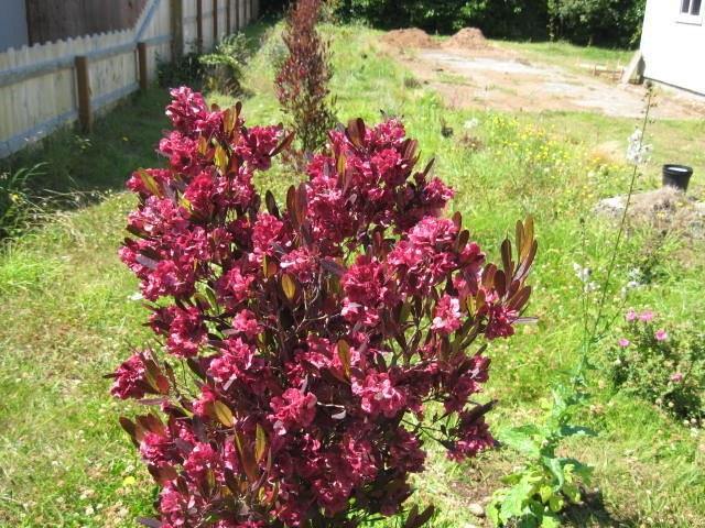 Dodonea púrpura - Dodonaea viscosa Purpurea - Jarilla púrpura - El Nou Garden