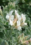 Dorycnium Hirsutum - El Nou Garden