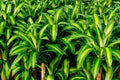 Drácena - Dracaena fragrans Massageana - El Nou Garden