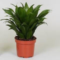 Drácena Compacta - Dracaena fragrans - El Nou Garden
