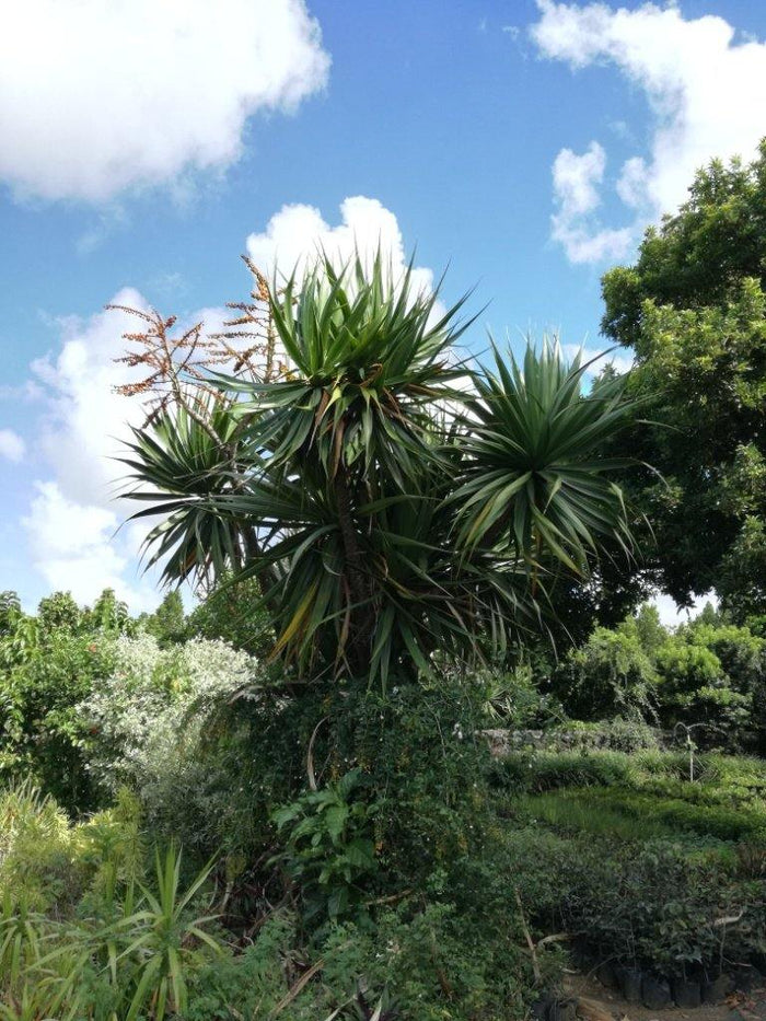Drácena Concinna - Dracaena concinna - El Nou Garden