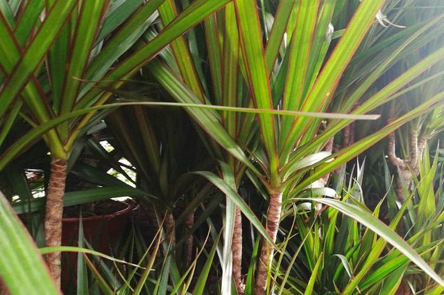 Drácena de hoja fina - Dracaena marginata - El Nou Garden