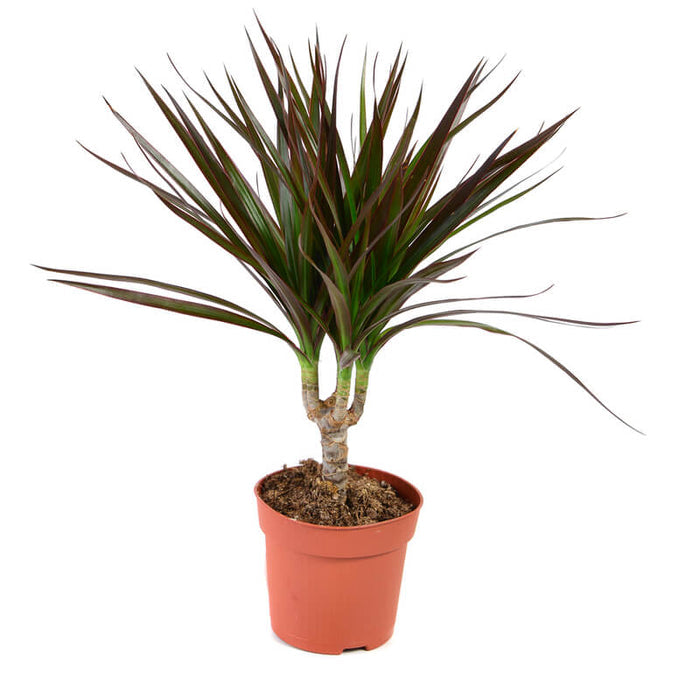 Drácena de hoja fina - Dracaena marginata - El Nou Garden