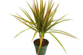 Drácena de hoja fina Bicolor - Dracaena marginata - El Nou Garden