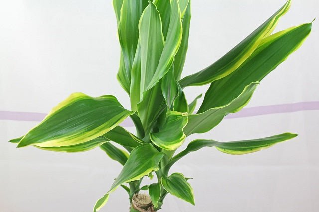 Drácena Gold Coast - Dracaena fragrans - El Nou Garden