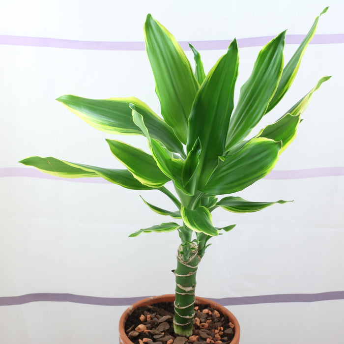 Drácena Gold Coast - Dracaena fragrans - El Nou Garden