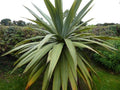 Drácena indivisa - Dracaena indivisa - Cordyline indivisa - El Nou Garden