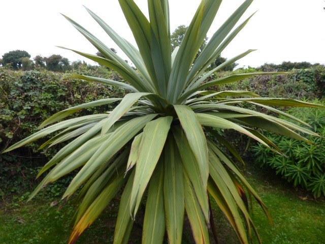 Drácena indivisa - Dracaena indivisa - Cordyline indivisa - El Nou Garden