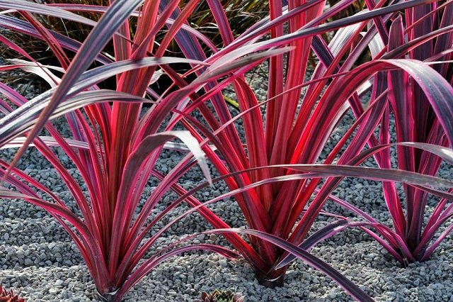 Drácena indivisa Pink passion cherry - Dracaena indivisa - Cordyline indivisa - El Nou Garden