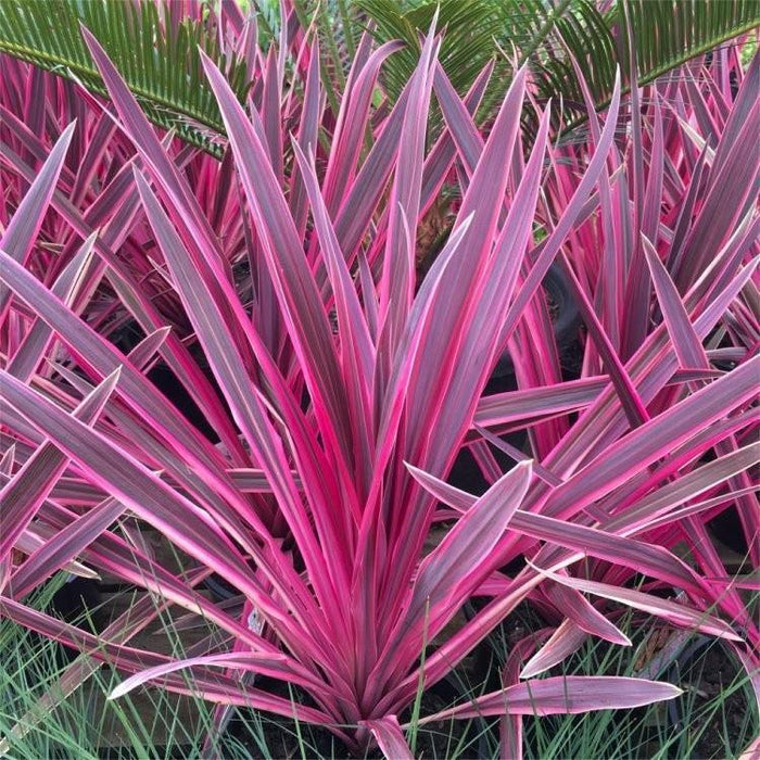 Drácena indivisa Pink passion cherry - Dracaena indivisa - Cordyline indivisa - El Nou Garden