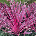 Drácena indivisa Pink passion cherry - Dracaena indivisa - Cordyline indivisa - El Nou Garden