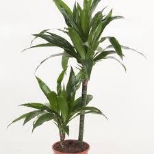 Drácena Janet Craig - Dracaena fragrans - El Nou Garden