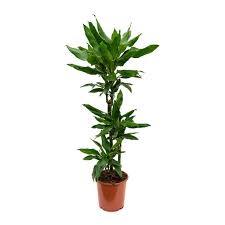 Drácena Janet Lind - Dracaena fragrans - El Nou Garden