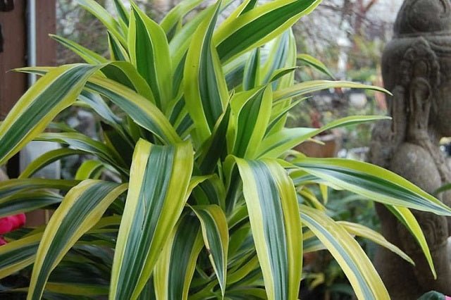 Drácena limón - Dracaena fragrans - El Nou Garden