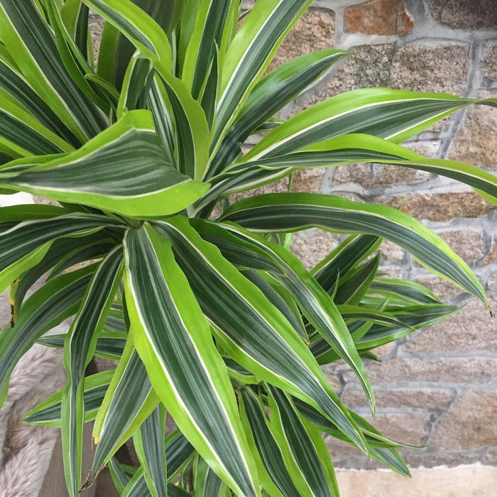 Drácena limón - Dracaena fragrans - El Nou Garden