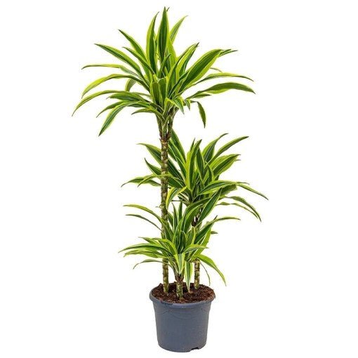 Drácena limón - Dracaena fragrans - El Nou Garden