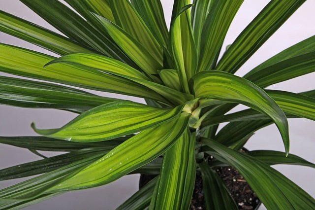 Drácena Ricky - Dracaena fragrans - El Nou Garden