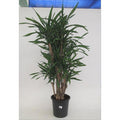 Drácena Ricky - Dracaena fragrans - El Nou Garden
