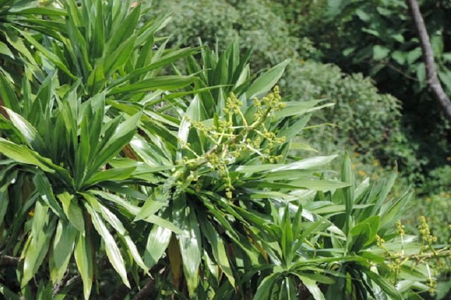 Drácena Steudneri - Dracaena steudneri - El Nou Garden