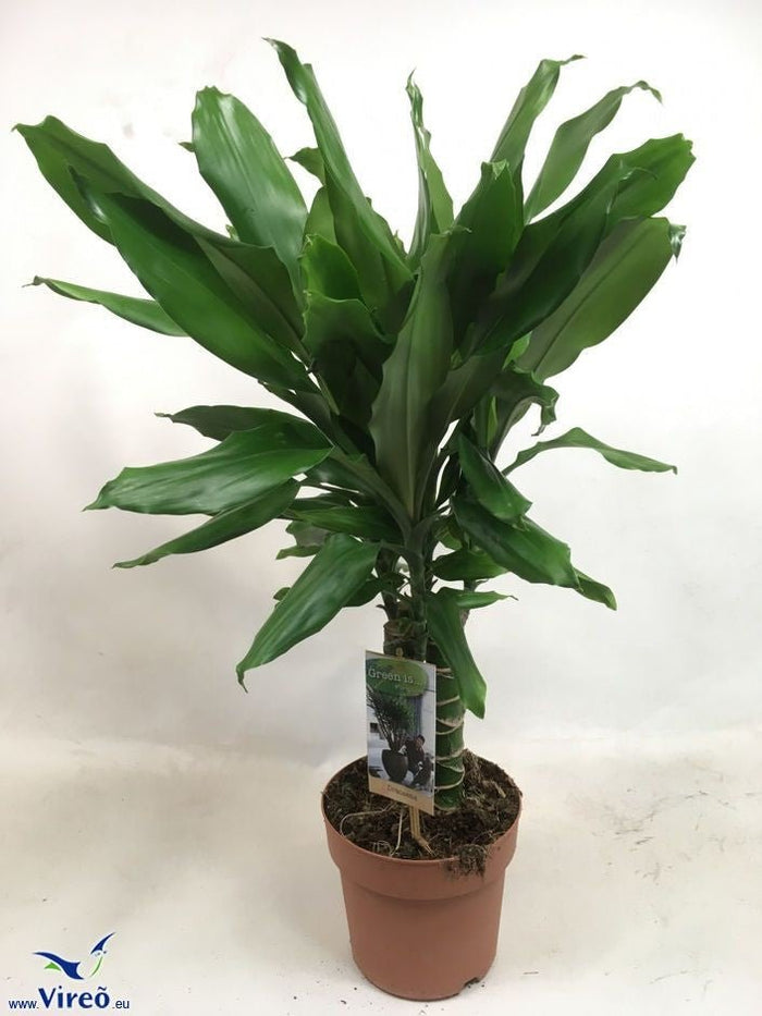 Drácena Steudneri - Dracaena steudneri - El Nou Garden