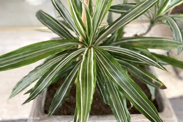 Drácena Warneckei - Dracaena fragrans - El Nou Garden