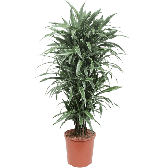 Drácena Warneckei - Dracaena fragrans - El Nou Garden