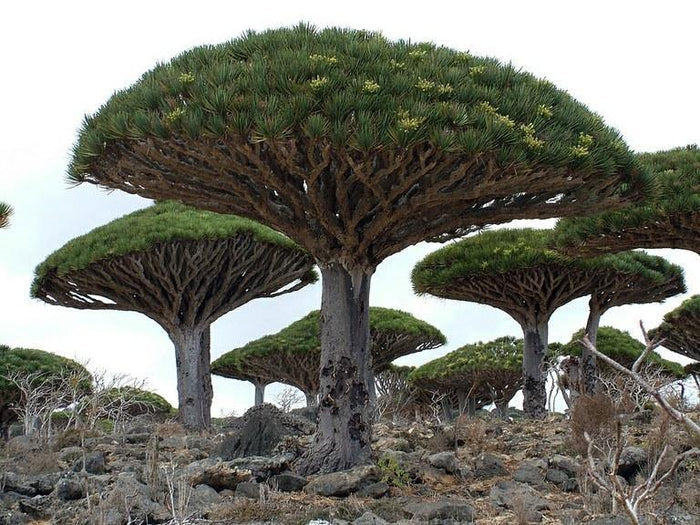 Drago de Canarias - Dracaena draco - El Nou Garden