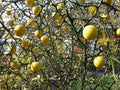 Dragonfly - Citrus dragonfly - Poncirus trifoliata Flying Dragon - El Nou Garden