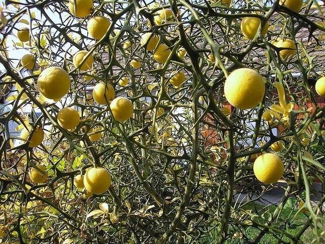 Dragonfly - Citrus dragonfly - Poncirus trifoliata Flying Dragon - El Nou Garden