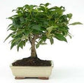 Durillo - Viburnum tinus - Bonsai - El Nou Garden