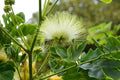 Ébano de Oriente - Albizia lebbeck - El Nou Garden