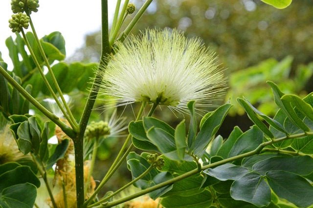 Ébano de Oriente - Albizia lebbeck - El Nou Garden
