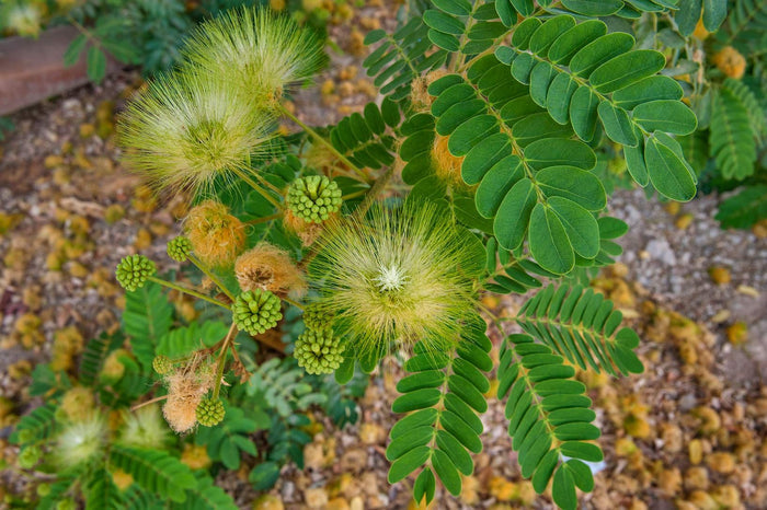 Ébano de Oriente - Albizia lebbeck - El Nou Garden