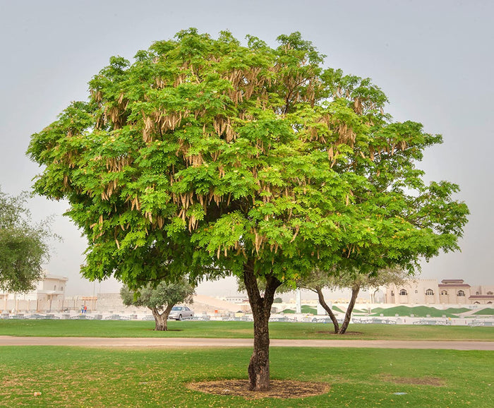 Ébano de Oriente - Albizia lebbeck - El Nou Garden
