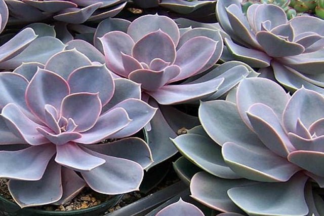 Echeveria Perla de Nuremberg - El Nou Garden