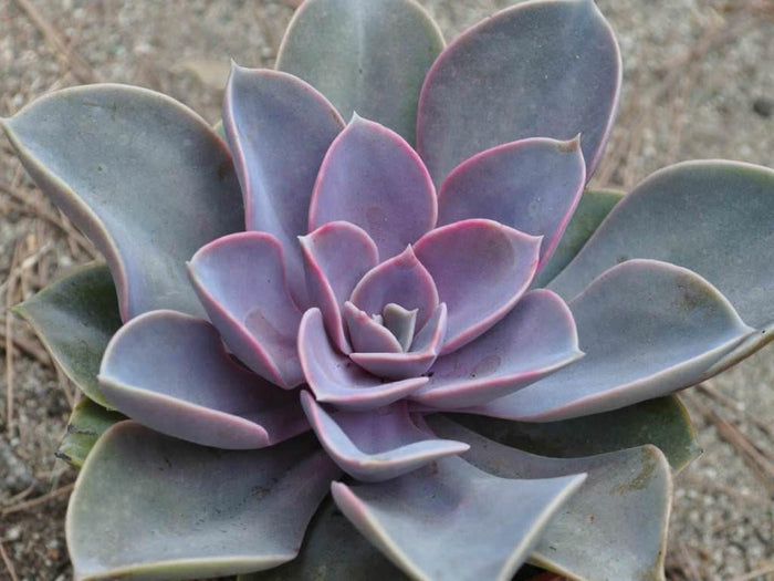 Echeveria Perla de Nuremberg - El Nou Garden