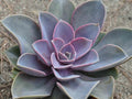 Echeveria Perla de Nuremberg - El Nou Garden