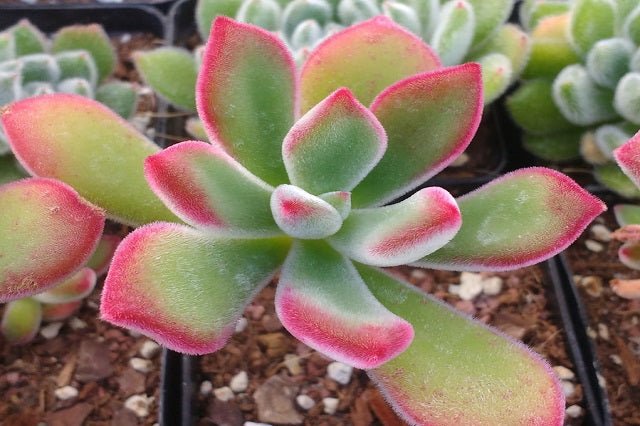 Echeveria Pulvinata - El Nou Garden