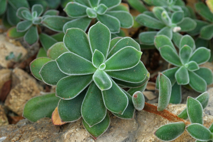 Echeveria Pulvinata - El Nou Garden