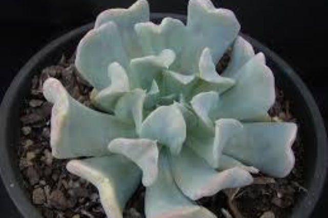 Echeveria Topsi - Turvi - El Nou Garden