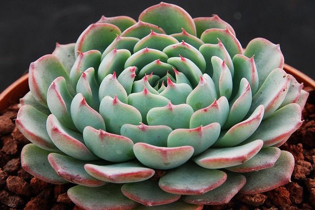 Echeveria - El Nou Garden