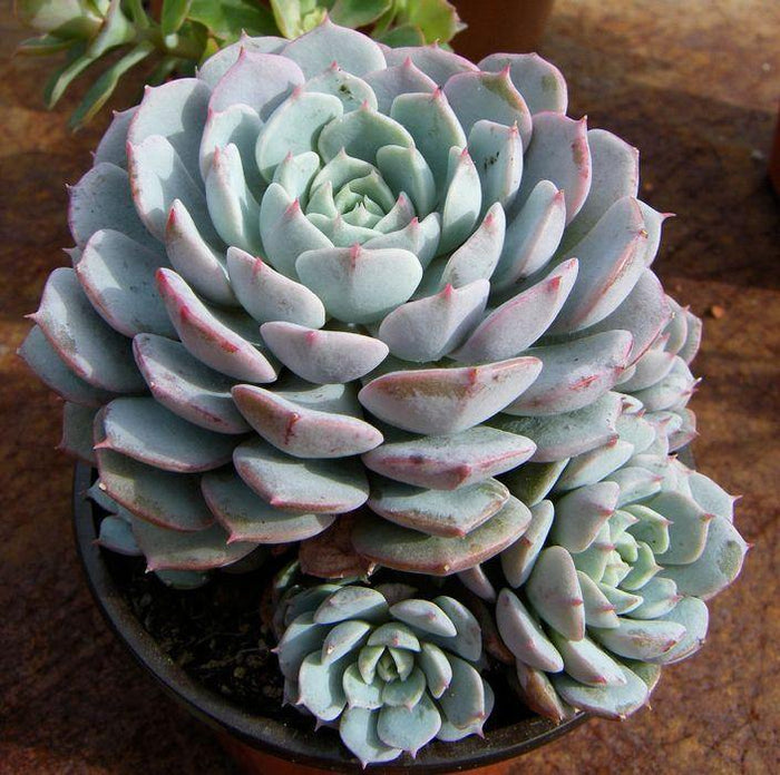 Echeveria - El Nou Garden