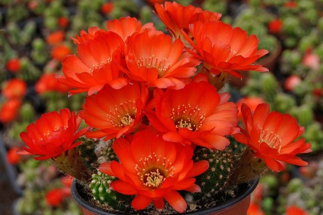 Echinopsis Chamaelobivia - El Nou Garden